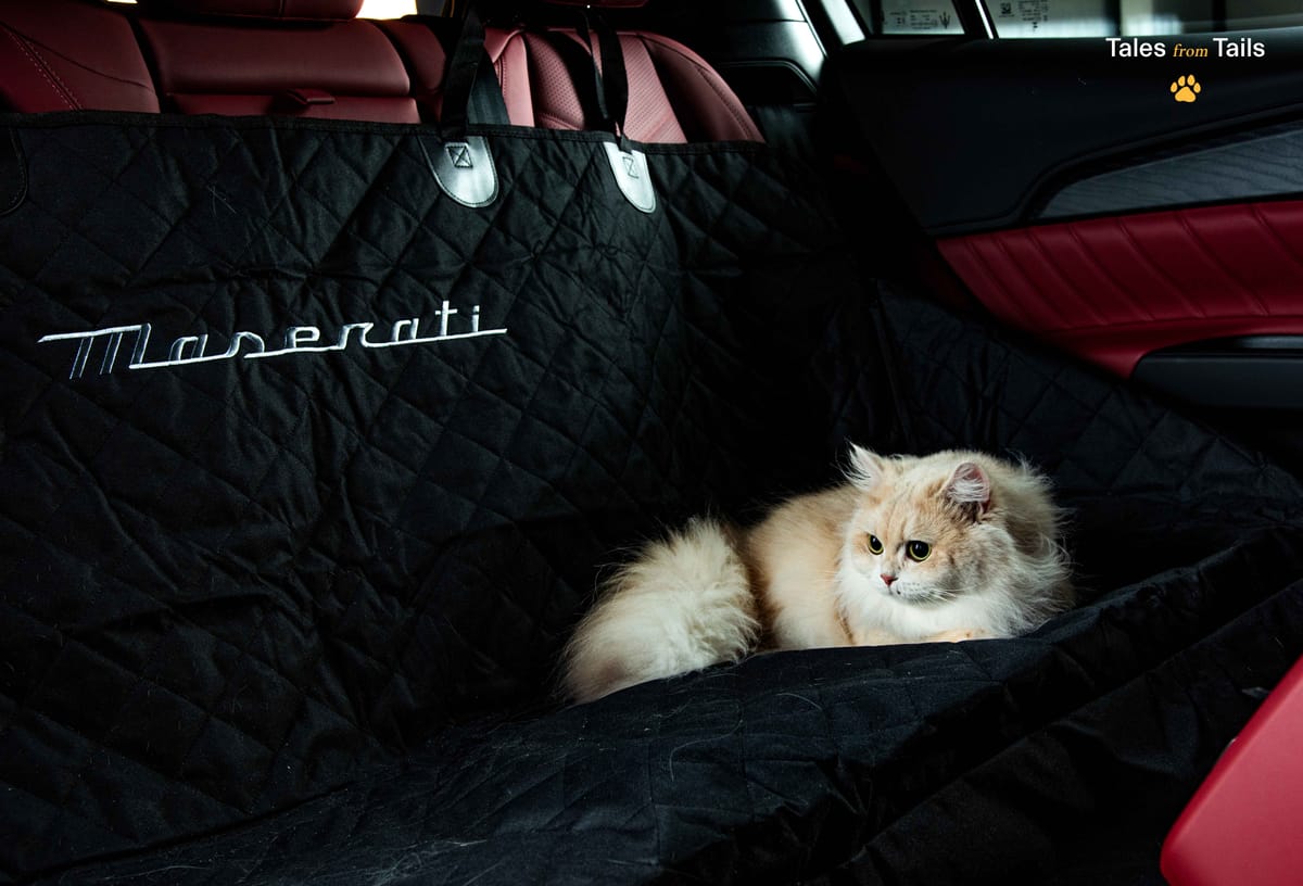 Maserati Unveils Luxury Pet Merchandise