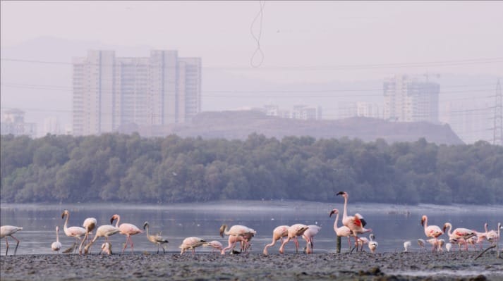 Amazon announces US$1.2 million to preserve Mumbai’s flamingo habitat